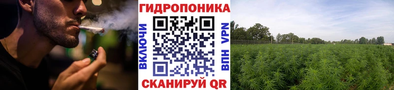 Каннабис сатива Шатура